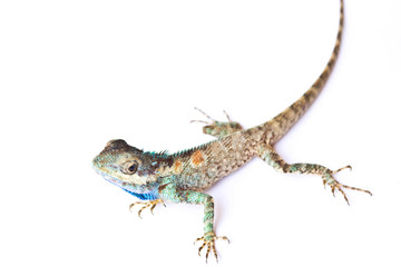 Lizard on a white background