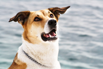 Hund am Meer, Portrait, 104