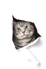 Katze durchbricht Papier - Cat breaks through paper