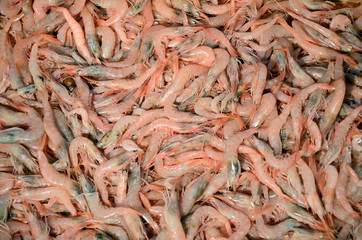 shrimps as a background