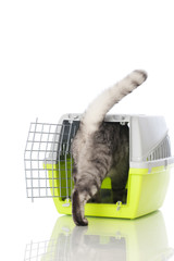 Katzentransport