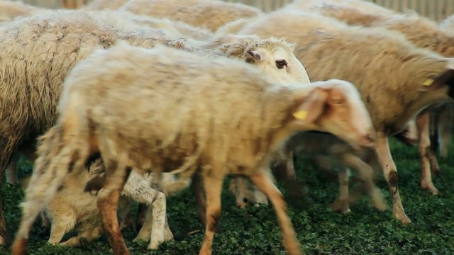 Sheep