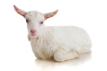 goat , isolated