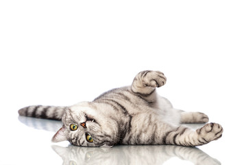 Liegende Katze - Lying cat