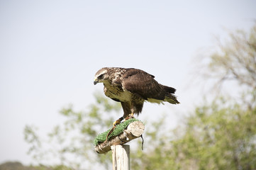 Busardo ratonero - Buteo buteo