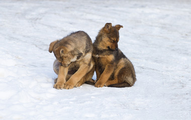 two homeless puppy
