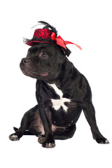 staffordshire bull terrier dog in a hat