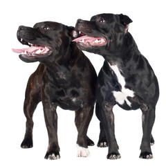 Obraz premium two staffordshire bull terrier dogs