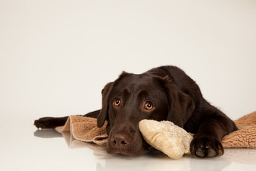 schmusender Hund