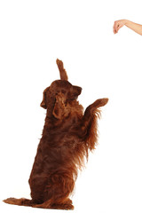 Irish Red Setter 