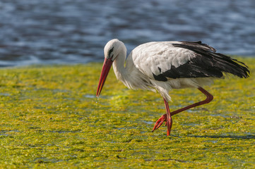 Cigogne blanche (Ciconia ciconia - White Stork) au marais du Cro