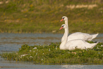 Cygne tuberculé (Cygnus olor - Mute Swan)