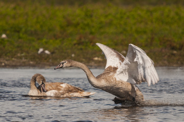 Cygne tuberculé (Cygnus olor - Mute Swan) juvénile
