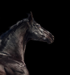 Fototapeta na wymiar Portret konia rasy sportowy działa samodzielnie