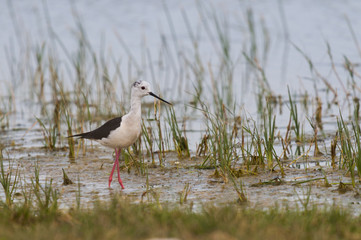 Échasse blanche (Himantopus himantopus - Black-winged Stilt )