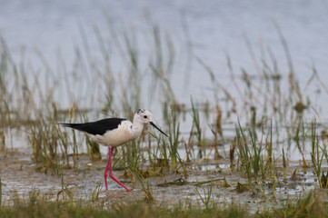 Échasse blanche (Himantopus himantopus - Black-winged Stilt )