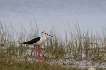 Échasse blanche (Himantopus himantopus - Black-winged Stilt )