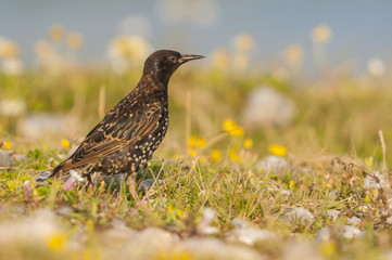 Étourneau sansonnet (Sturnus vulgaris - Common Starling)