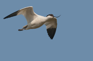 Avocette élégante (Recurvirostra avosetta - Pied Avocet) en vo