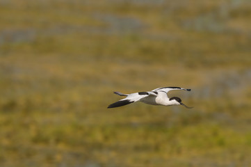 Fototapeta premium Avocette élégante (Recurvirostra avosetta - Pied Avocet) en vo