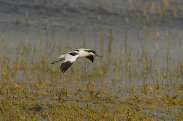 Avocette élégante (Recurvirostra avosetta - Pied Avocet) en vo