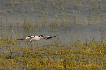 Fototapeta premium Avocette élégante (Recurvirostra avosetta - Pied Avocet) en vo