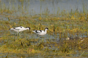 Avocette élégante (Recurvirostra avosetta - Pied Avocet)