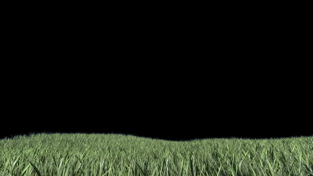 Grass Field with Alpha Matte