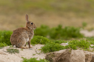 Lapin de garenne ou lapin commun (Oryctolagus cuniculus)