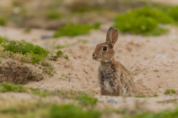 Lapin de garenne ou lapin commun (Oryctolagus cuniculus)