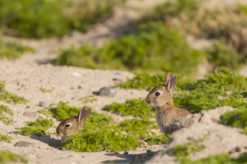 Lapin de garenne ou lapin commun (Oryctolagus cuniculus) - Jeune