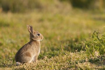 Lapin de garenne ou lapin commun (Oryctolagus cuniculus) - Jeune