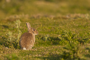 Lapin de garenne ou lapin commun (Oryctolagus cuniculus) - Jeune