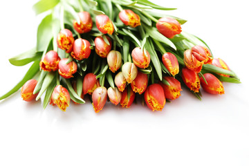 lovely tulips