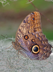 Fototapeta premium Owl Butterfly standing on the dry plants