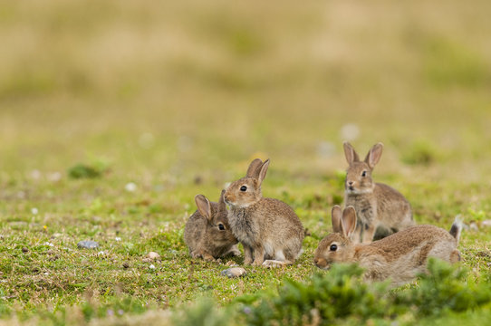 Lapin de garenne ou lapin commun (Oryctolagus cuniculus) - Laper