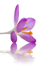 Crocus flower closeup on white background