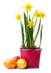 Yellow daffodils with easter eggs on white background