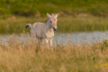 Obraz premium Poulain de race Fjord au Hâble d'Ault