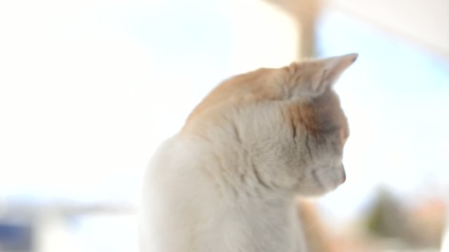 chat
