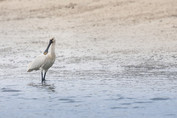 Spatule blanche (Platalea leucorodia - Eurasian Spoonbill)