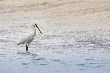 Spatule blanche (Platalea leucorodia - Eurasian Spoonbill)