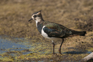 Vanneau huppé (Vanellus vanellus - Northern Lapwing)