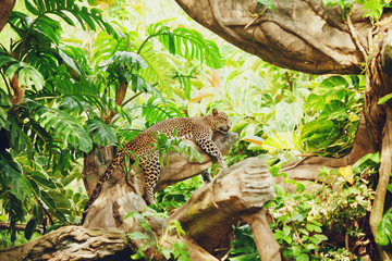 Liggende (slapende) luipaard op boomtak