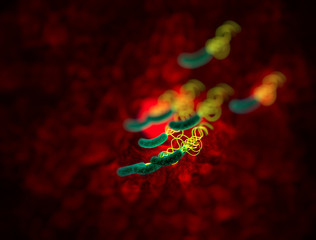 helicobacter pylori bacterium