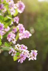 violet flowers on green background