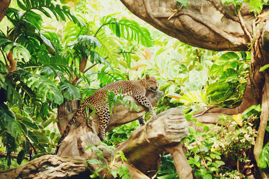 Lying (sleeping) leopard on tree branch