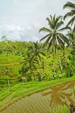 Rice terrace in Bali island. Green fields of agriculture