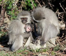 Vervet Monkey Family