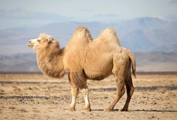 Deurstickers Kameel Bactrische kameel in de steppen van Mongolië